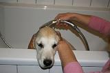 BAIN - GOLDEN RETRIEVER 056